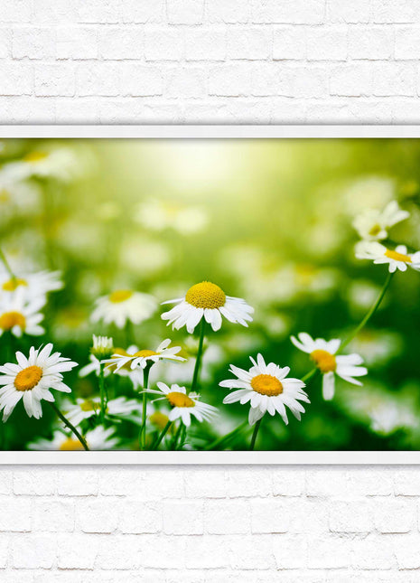 Wild Daisies. Framed floral picture with choice of frame colours
