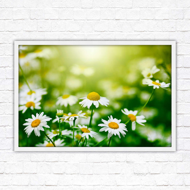 Wild Daisies. Framed floral picture with choice of frame colours