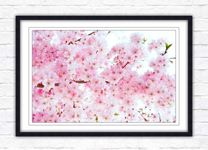 Pink blossom in bloom. Framed floral picture with choice of frame colours