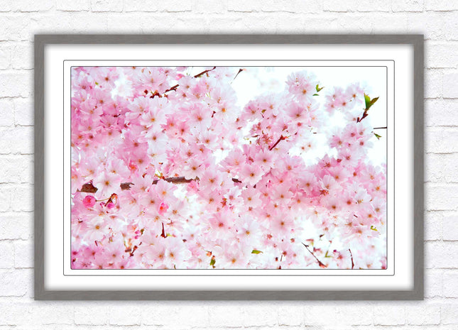 Pink blossom in bloom. Framed floral picture with choice of frame colours