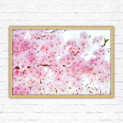 Pink blossom in bloom. Framed floral picture with choice of frame colours