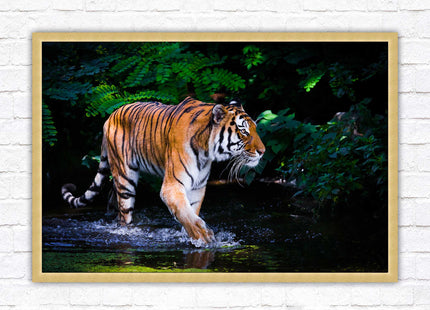 Tiger picture framed picture wild ready to hand choice of frames wall art home
