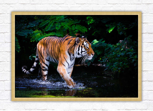 Tiger picture framed picture wild ready to hand choice of frames wall art home