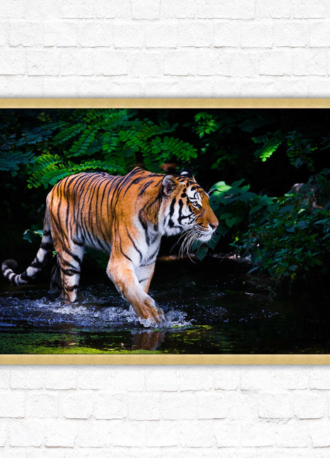 Tiger picture framed picture wild ready to hand choice of frames wall art home