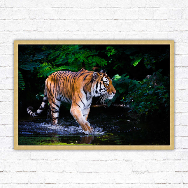 Tiger picture framed picture wild ready to hand choice of frames wall art home