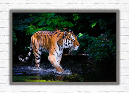 Tiger picture framed picture wild ready to hand choice of frames wall art home