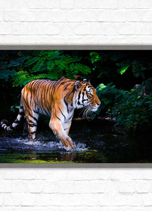 Tiger picture framed picture wild ready to hand choice of frames wall art home