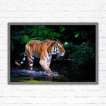 Tiger picture framed picture wild ready to hand choice of frames wall art home