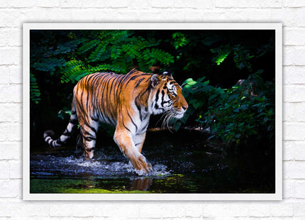 Tiger picture framed picture wild ready to hand choice of frames wall art home