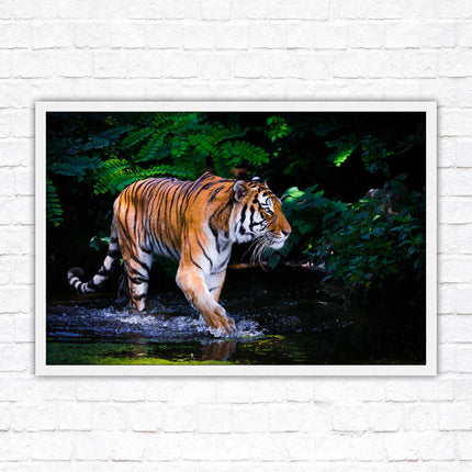 Tiger picture framed picture wild ready to hand choice of frames wall art home