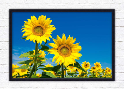 Sunflowers in the summer sunshine. Framed picture with choice of frame colours.
