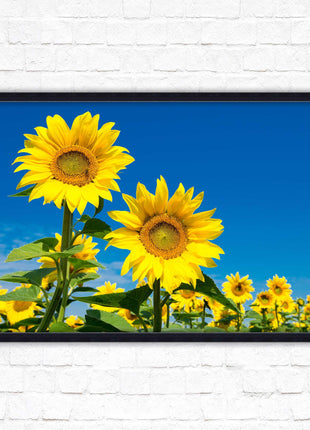 Sunflowers in the summer sunshine. Framed picture with choice of frame colours.