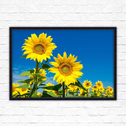 Sunflowers in the summer sunshine. Framed picture with choice of frame colours.