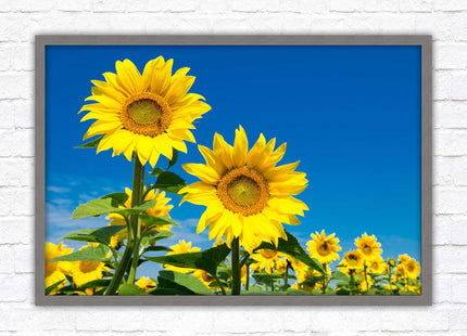 Sunflowers in the summer sunshine. Framed picture with choice of frame colours.
