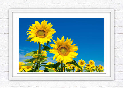 Sunflowers in the summer sunshine. Framed picture with choice of frame colours.
