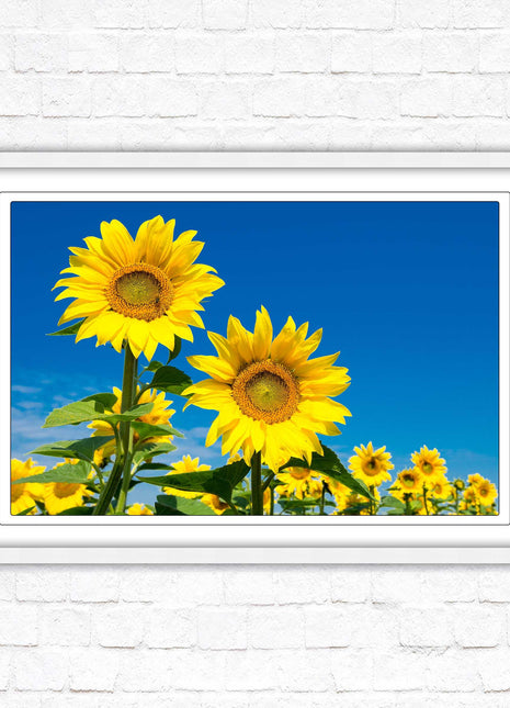 Sunflowers in the summer sunshine. Framed picture with choice of frame colours.