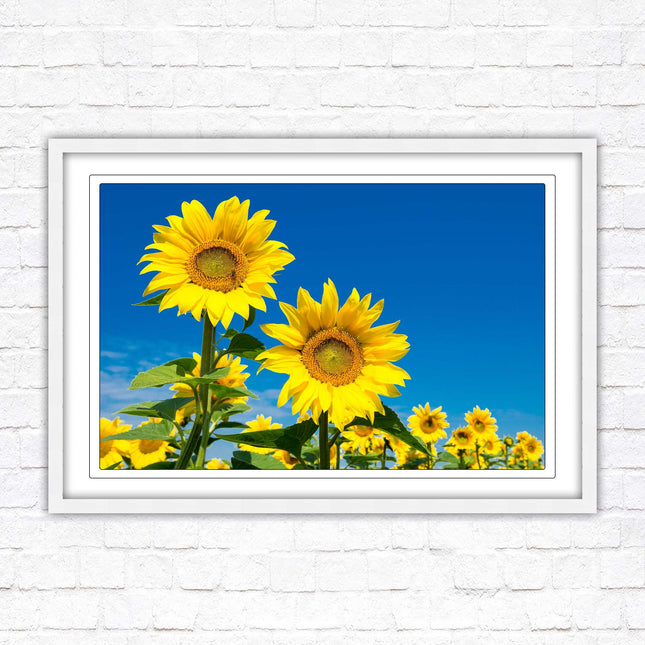Sunflowers in the summer sunshine. Framed picture with choice of frame colours.