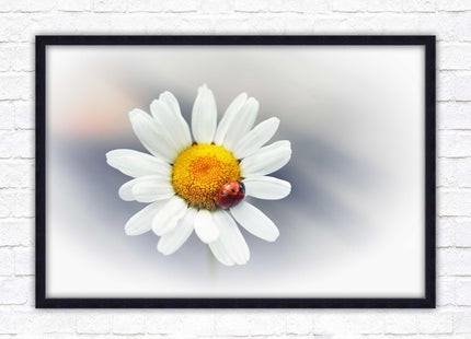 Ladybird resting on a Daisy flower. Framed floral picture with choice of frame colours