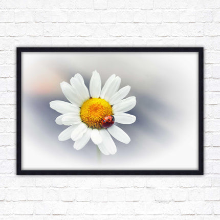 Ladybird resting on a Daisy flower. Framed floral picture with choice of frame colours
