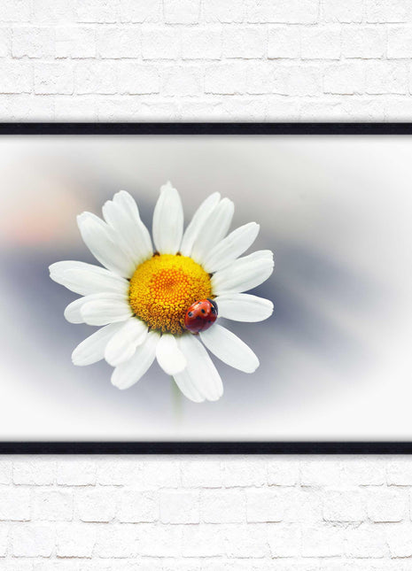 Ladybird resting on a Daisy flower. Framed floral picture with choice of frame colours