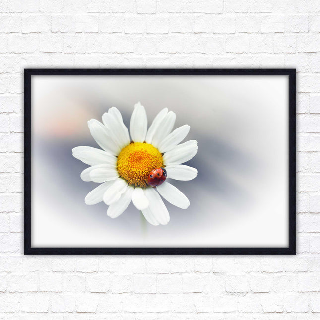 Ladybird resting on a Daisy flower. Framed floral picture with choice of frame colours