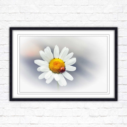 Ladybird resting on a Daisy flower. Framed floral picture with choice of frame colours