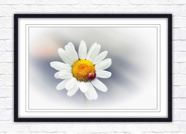 Ladybird resting on a Daisy flower. Framed floral picture with choice of frame colours