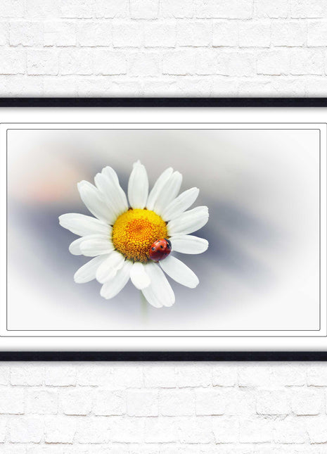 Ladybird resting on a Daisy flower. Framed floral picture with choice of frame colours