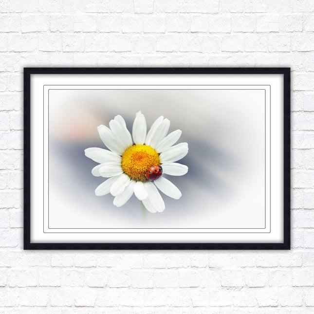 Ladybird resting on a Daisy flower. Framed floral picture with choice of frame colours