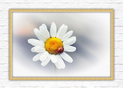 Ladybird resting on a Daisy flower. Framed floral picture with choice of frame colours