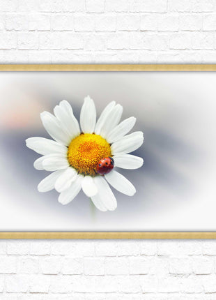 Ladybird resting on a Daisy flower. Framed floral picture with choice of frame colours