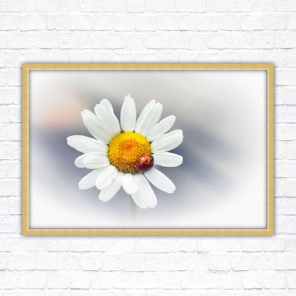 Ladybird resting on a Daisy flower. Framed floral picture with choice of frame colours