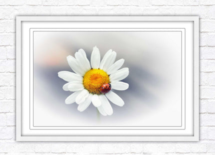 Ladybird resting on a Daisy flower. Framed floral picture with choice of frame colours
