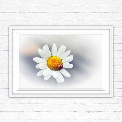 Ladybird resting on a Daisy flower. Framed floral picture with choice of frame colours