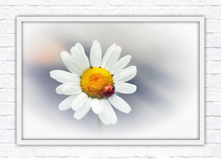 Ladybird resting on a Daisy flower. Framed floral picture with choice of frame colours