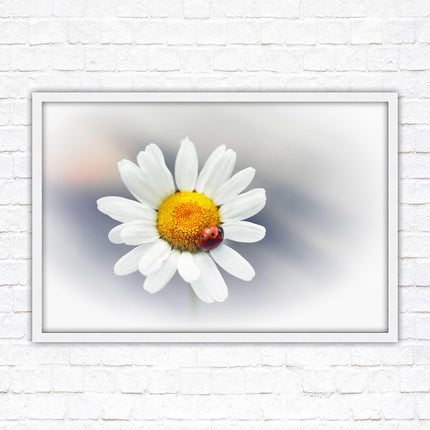 Ladybird resting on a Daisy flower. Framed floral picture with choice of frame colours
