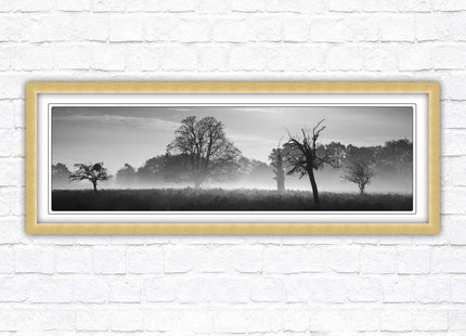 Countryside scenery of a Misty Forest in black and white. Framed picture in a choice of frame colours.