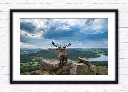 Majestic Stag overlooking the countryside. Framed picture with choice of frame colours and options.