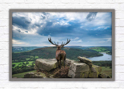 Majestic Stag overlooking the countryside. Framed picture with choice of frame colours and options.