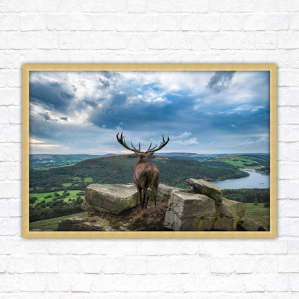 Majestic Stag overlooking the countryside. Framed picture with choice of frame colours and options.