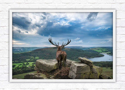 Majestic Stag overlooking the countryside. Framed picture with choice of frame colours and options.