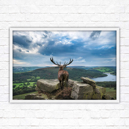 Majestic Stag overlooking the countryside. Framed picture with choice of frame colours and options.