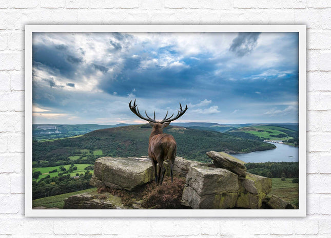 Majestic Stag overlooking the countryside. Framed picture with choice of frame colours and options.