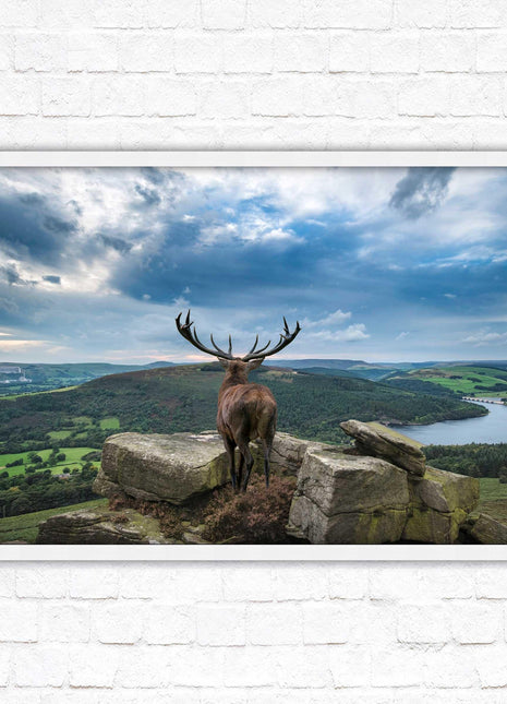 Majestic Stag overlooking the countryside. Framed picture with choice of frame colours and options.