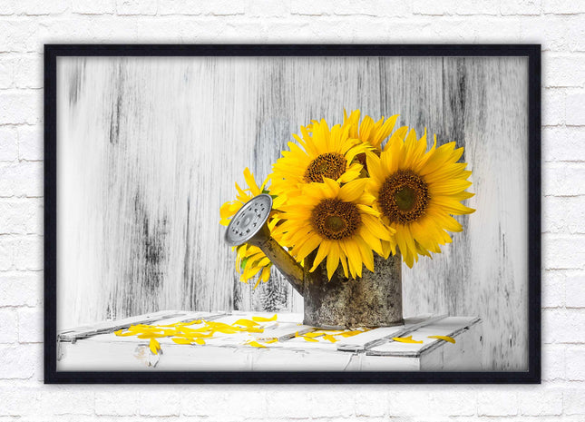 Sunflowers printed in frame rustic watering can. Framed picture with choice of frame colours frame included