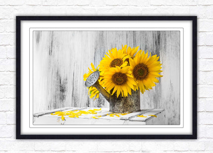 Sunflowers printed in frame rustic watering can. Framed picture with choice of frame colours frame included