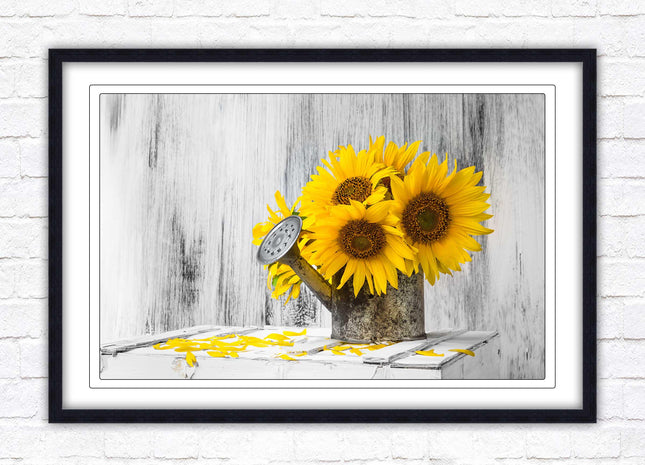 Sunflowers printed in frame rustic watering can. Framed picture with choice of frame colours frame included