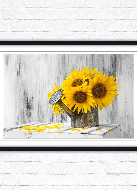 Sunflowers printed in frame rustic watering can. Framed picture with choice of frame colours frame included