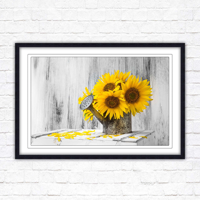 Sunflowers printed in frame rustic watering can. Framed picture with choice of frame colours frame included