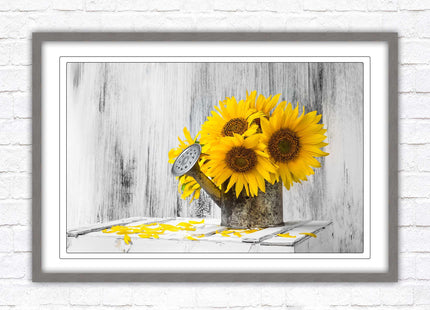 Sunflowers printed in frame rustic watering can. Framed picture with choice of frame colours frame included